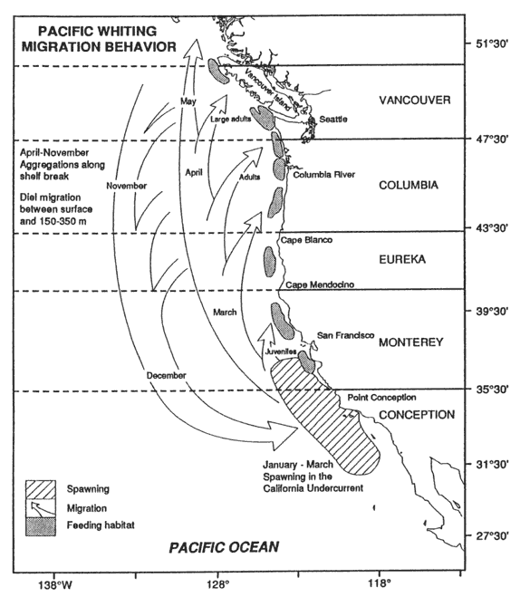 Pacific Whiting Migration Behavior image
