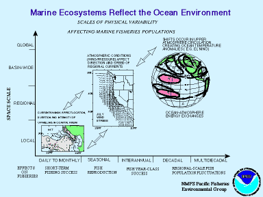 Marine Ecosystems
Reflect the Marine Environment
